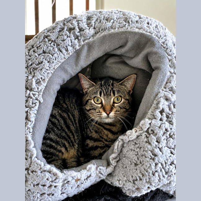 Photo of Dot