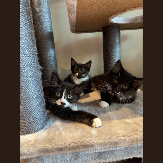 Photo of Kit