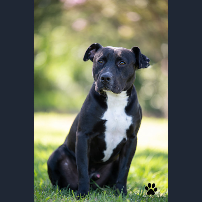 Photo of Spot
