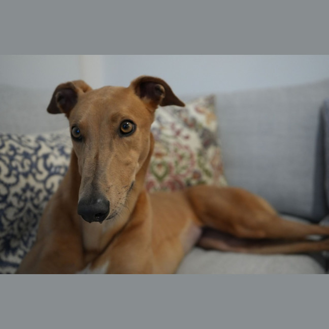 Photo of Gretel, The Greyhound