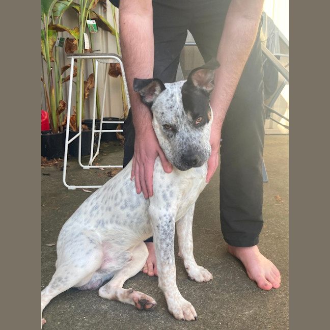 Photo of Joey   9 Month Old Cattle Dog X