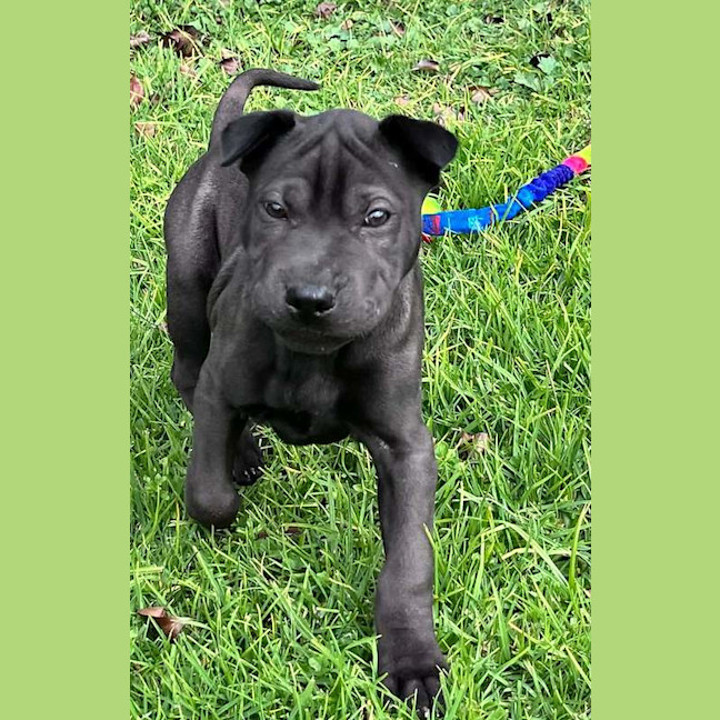 Photo of Rex