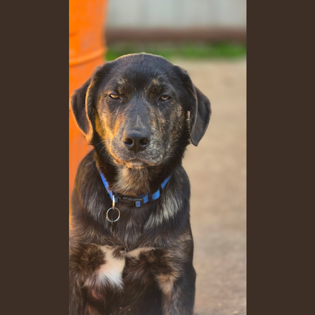 Photo of Shadow