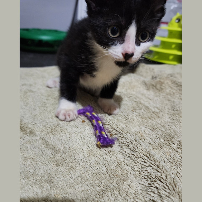 Photo of Tuxie