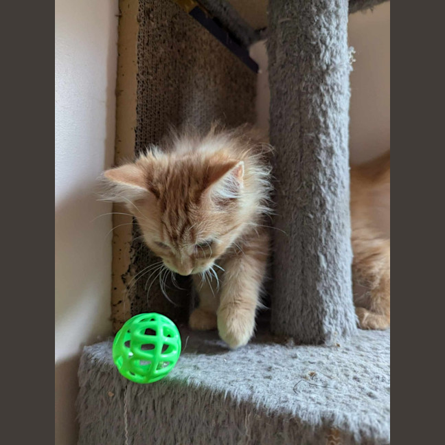 Photo of Fred Flintstone 