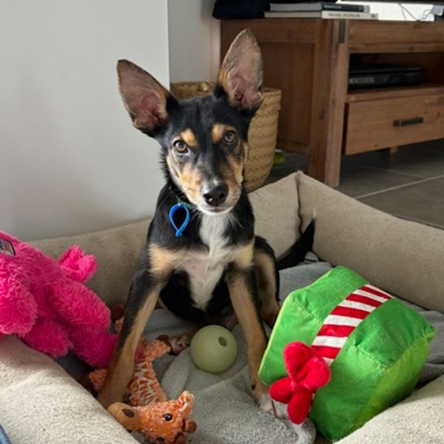 Photo of Midge