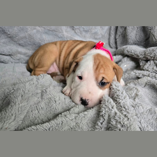 Photo of Tova 