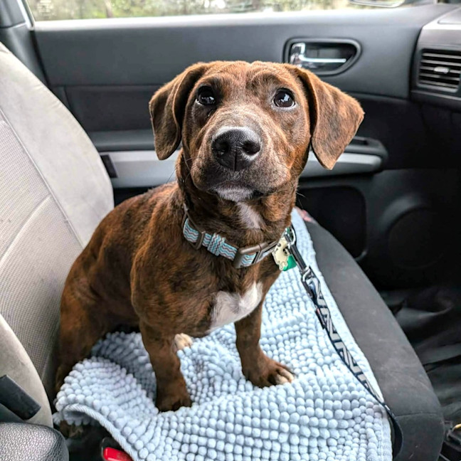Photo of Coco