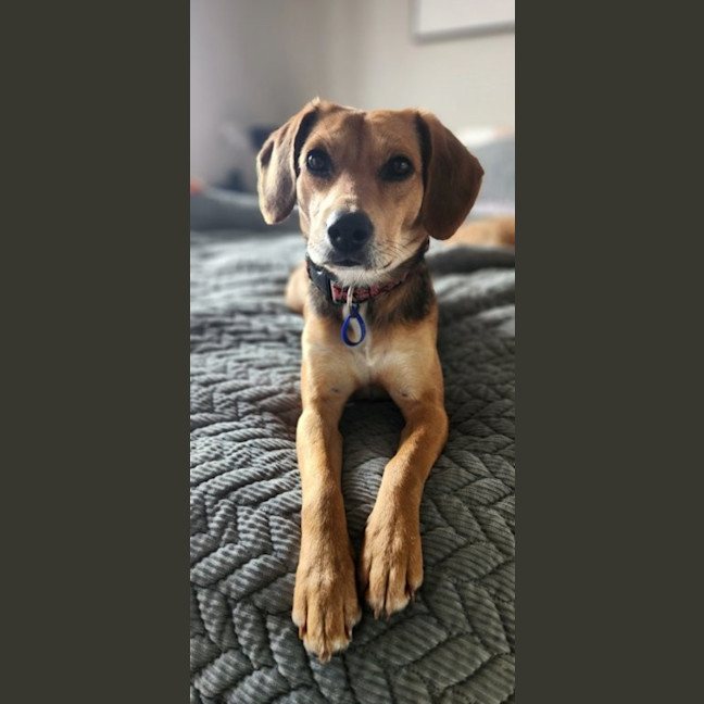 Photo of Bambi   15 Month Old Beagle X