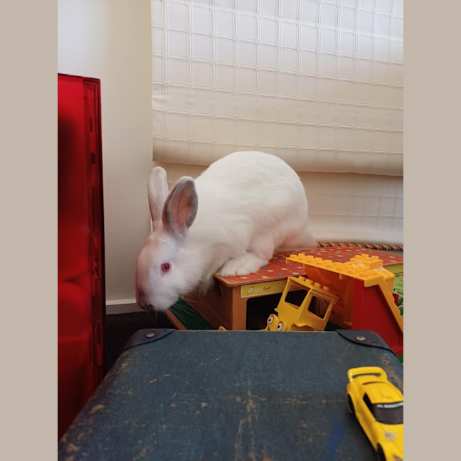 Photo of Stuart Little