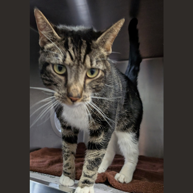 Photo of The Jailbreaker 