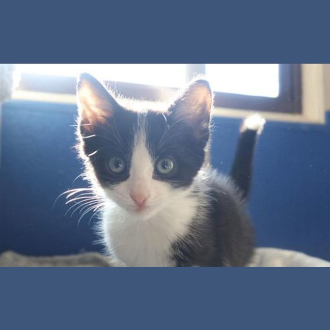 Photo of Luna