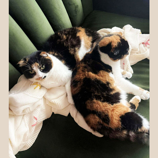 Photo of 🥂Mimosa & Bellini🥂