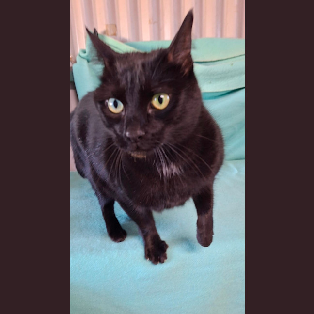 Photo of Midnight
