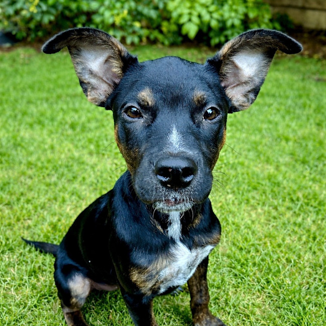 Photo of Lumi