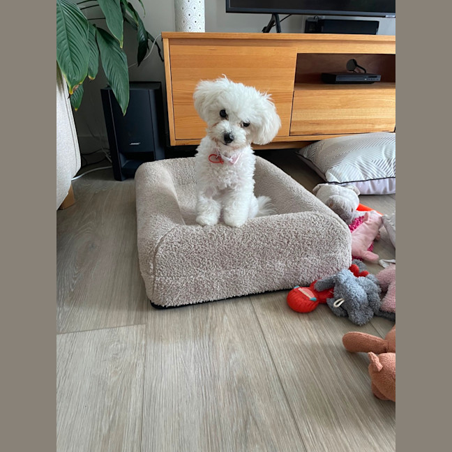 Photo of Beautiful Daisy 