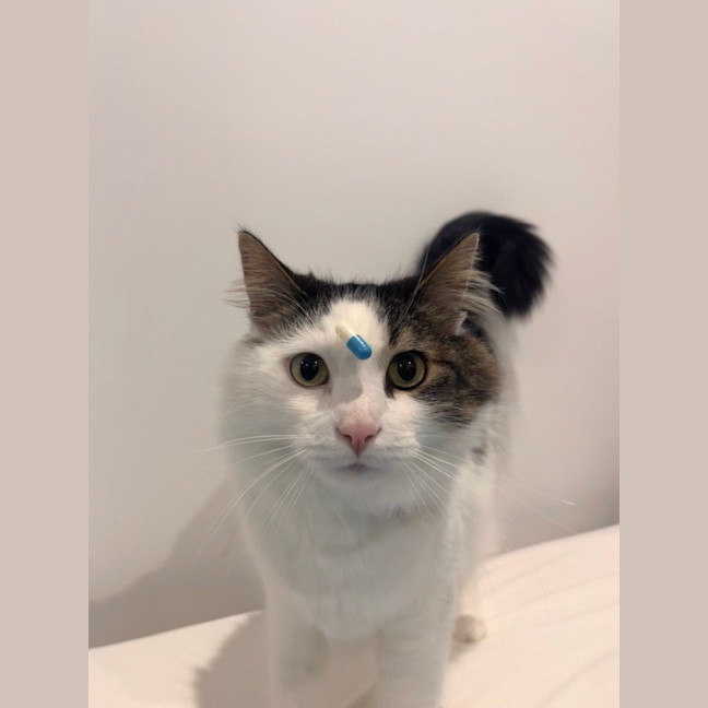 Photo of Patch