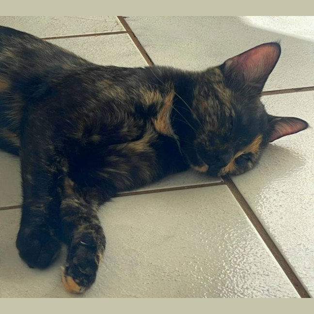 Photo of Tawny
