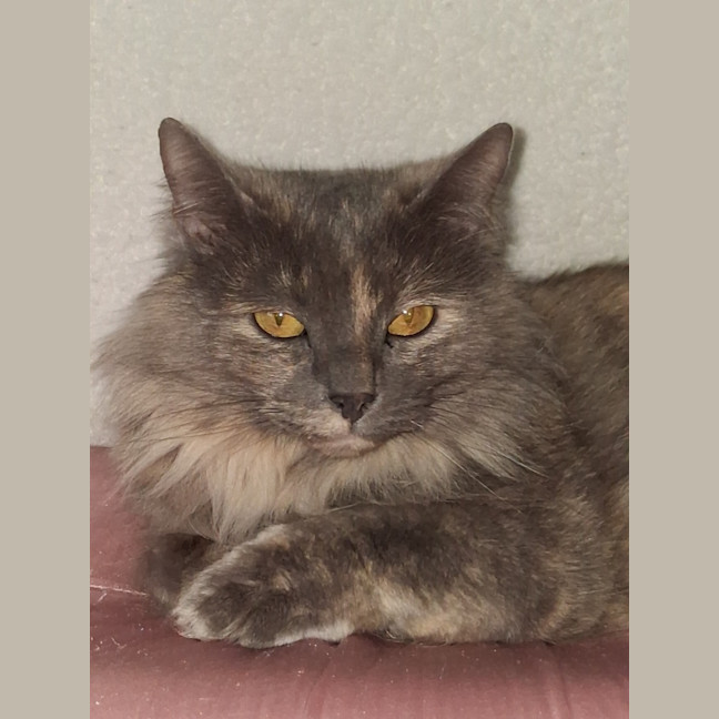Photo of Luna