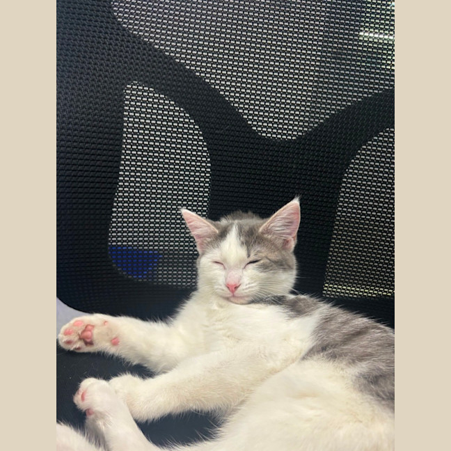 Photo of Goose