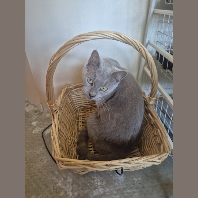 Photo of Apricot Dumpling