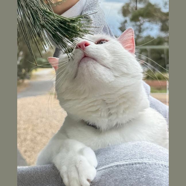 Photo of Miu Miu