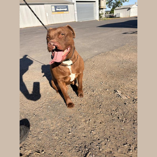 Photo of Digger 