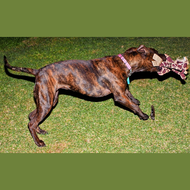 Photo of Coco Chanel