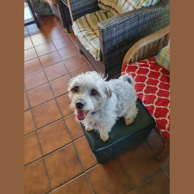 Photo of Bandit