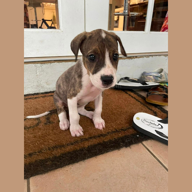 Photo of Nugget