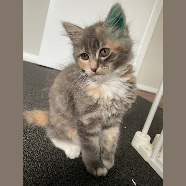 Photo of Milli