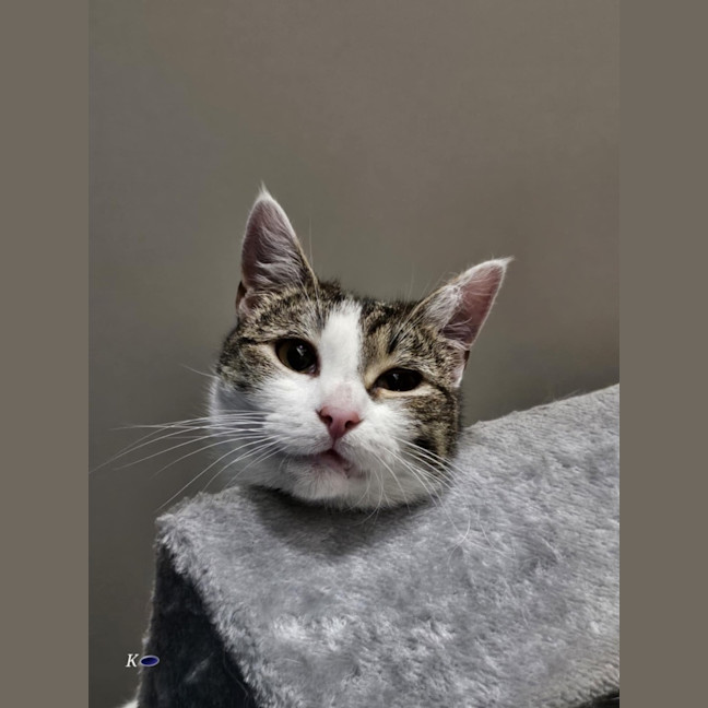 Photo of Nova Meet Me@Petstock Chelsea Store 22/3