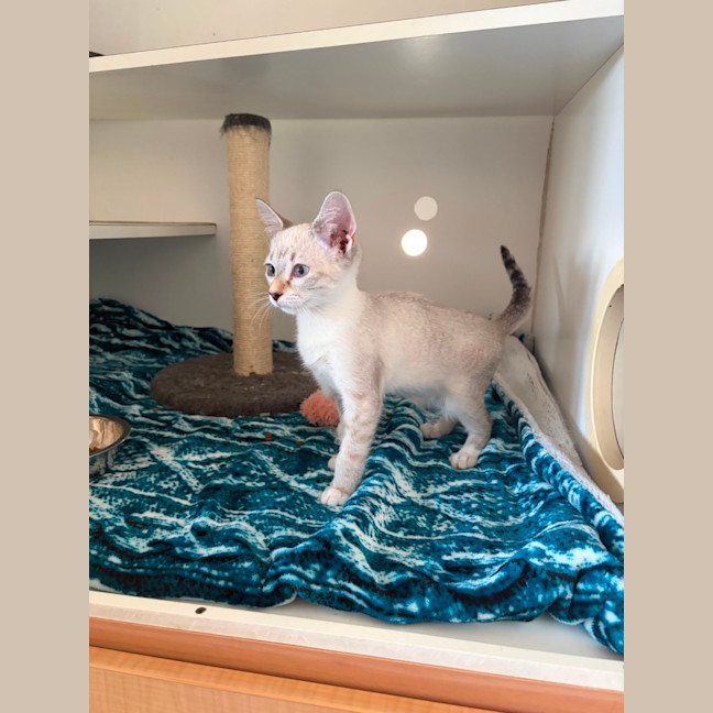 Photo of Basil