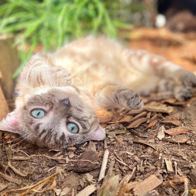 Photo of Ferdinand