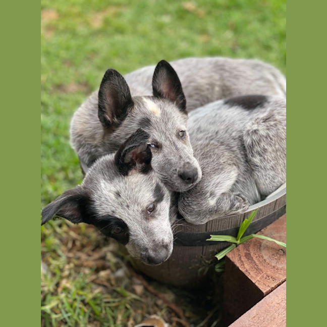 Photo of Patch And Belle