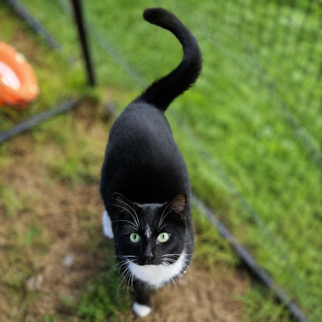 Photo of Buddy