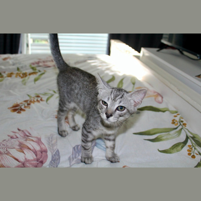 Photo of Tigger