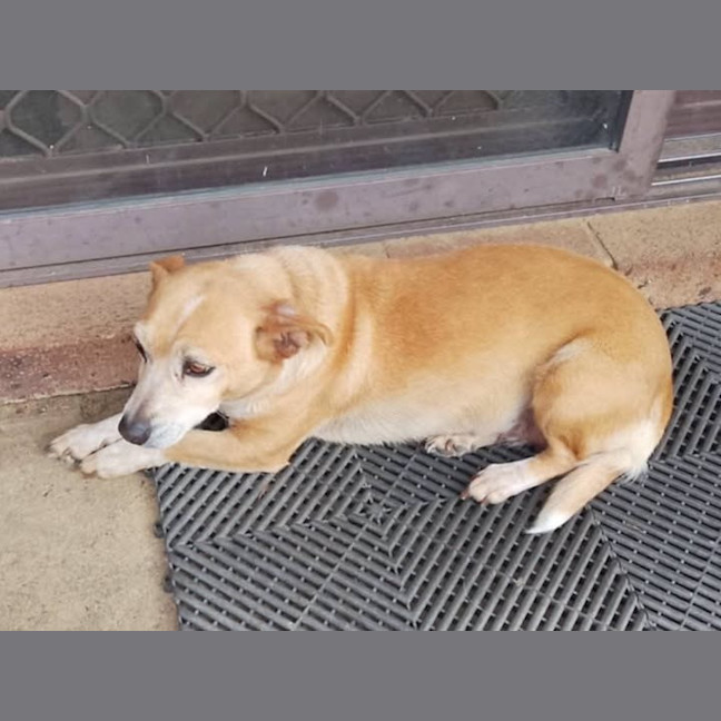 Photo of Gidget