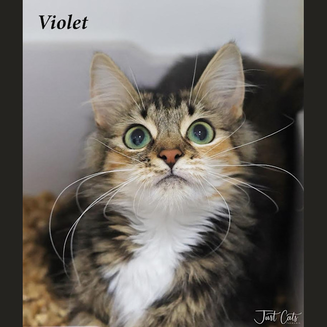 Photo of Violet