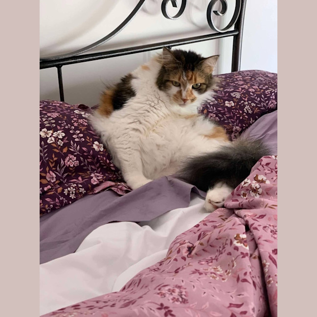 Photo of Cherry