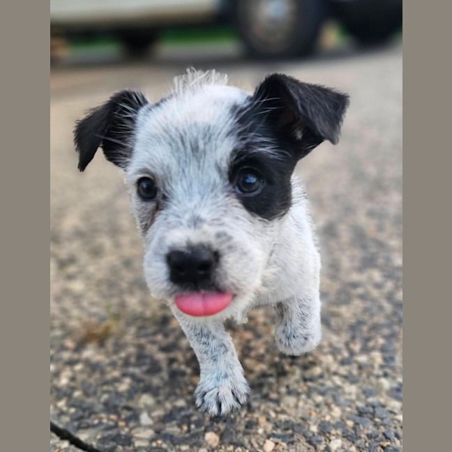Photo of Maverick