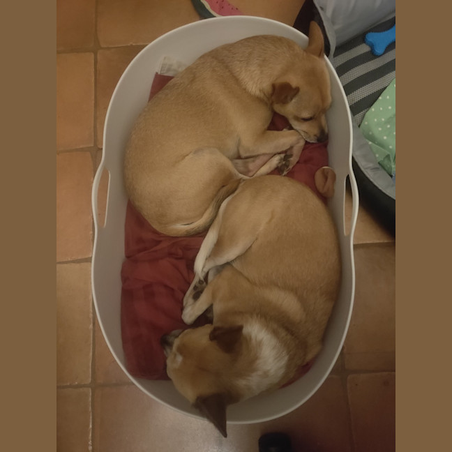 Photo of Bambi And Thumper 