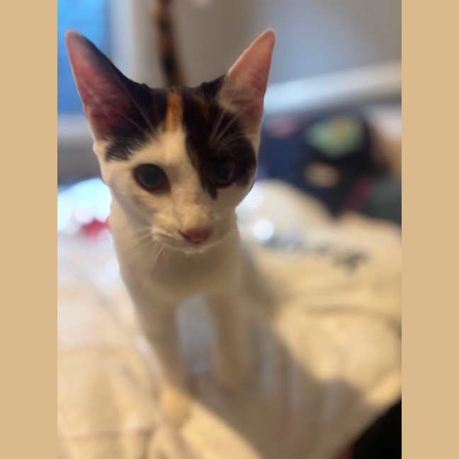 Photo of Lacy