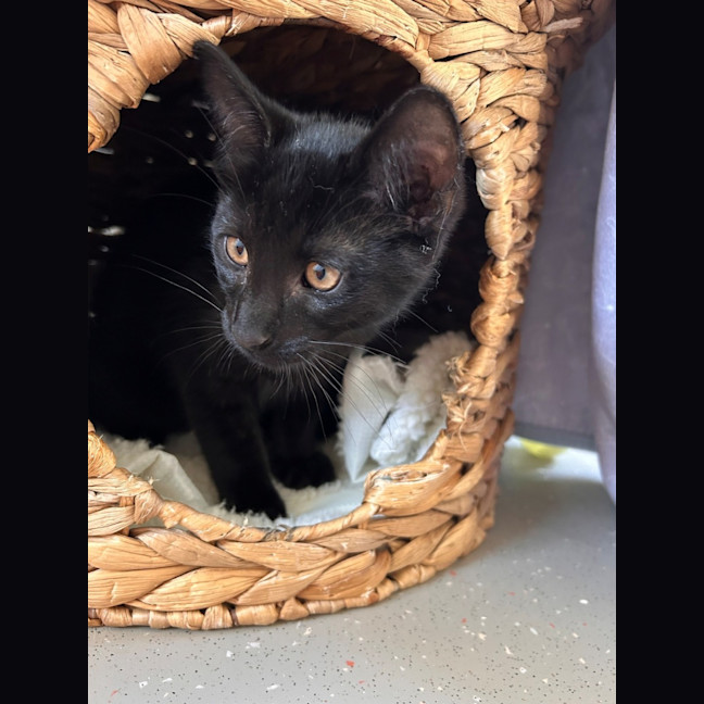 Photo of C1499 Nacho