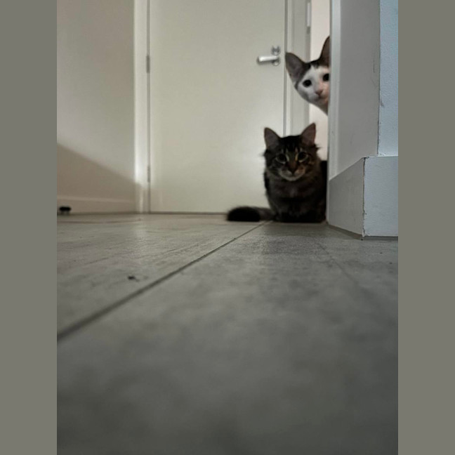 Photo of Shiraz & Cognac🍹