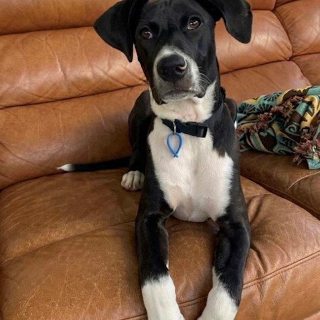 Photo of Nero