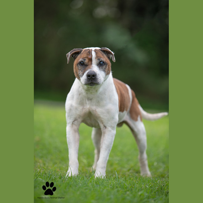 Photo of Rocko