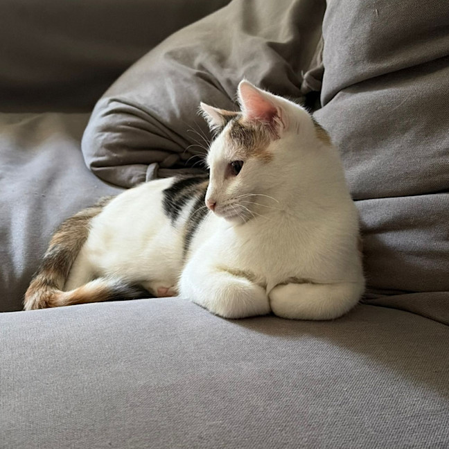 Photo of Sugar