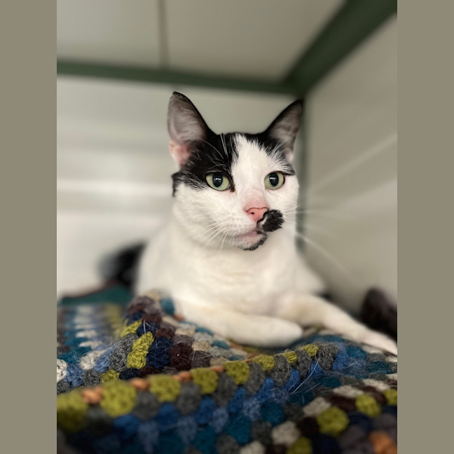 Photo of Whiskerella