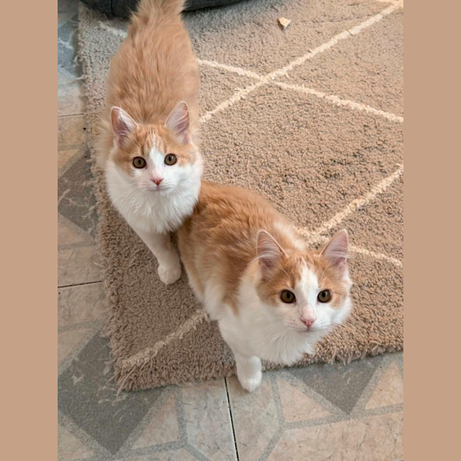 Photo of Muffin